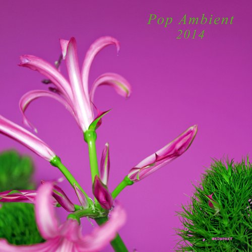 POP AMBIENT 2014