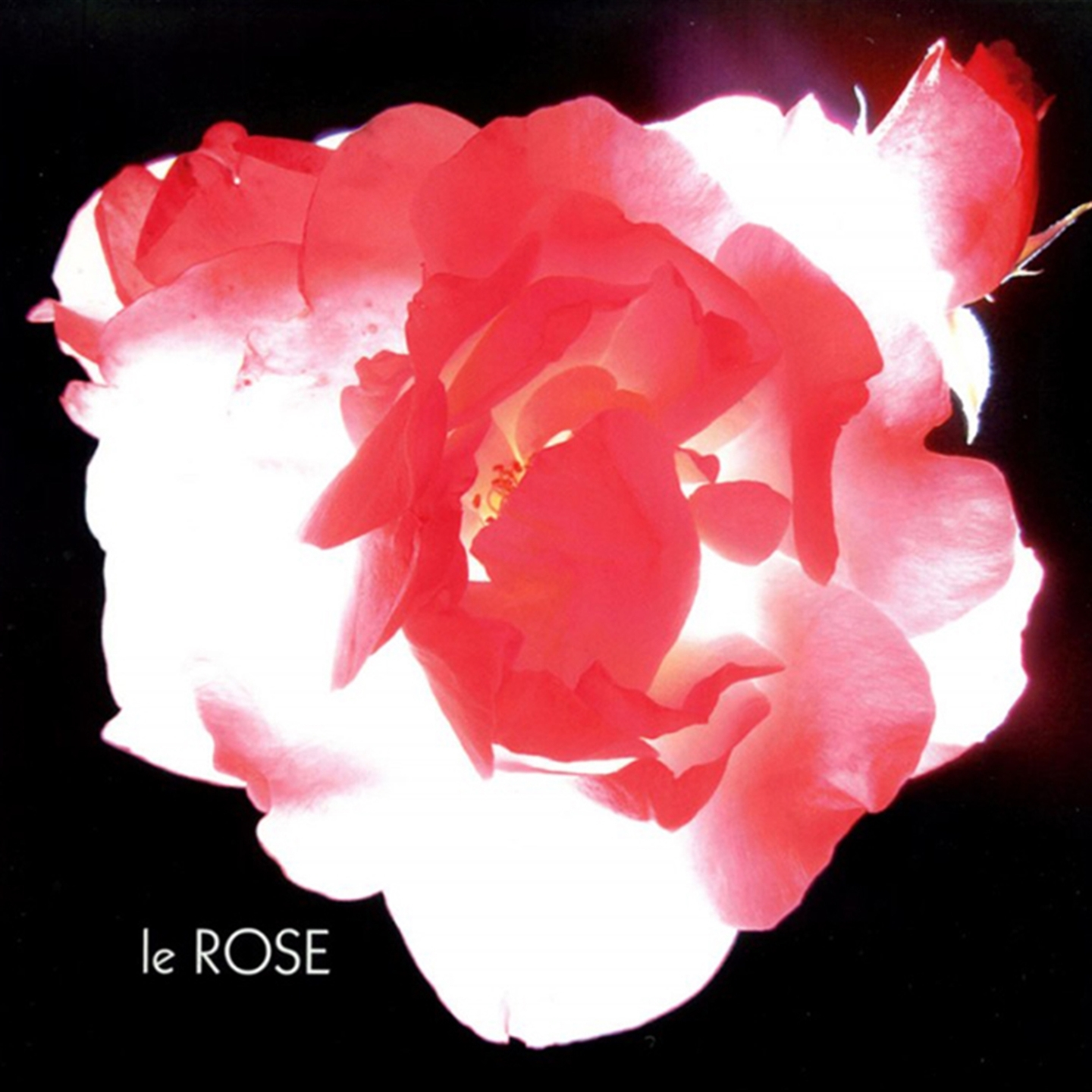 LE ROSE